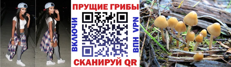 Галлюциногенные грибы Psilocybe  где можно купить   Кяхта 